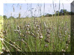 yellow_rattle_09.PNG (163745 bytes)