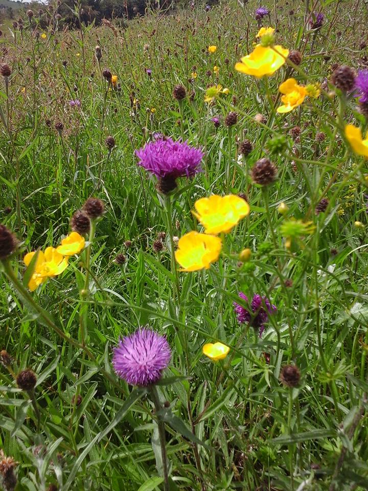 Wildflowers.ie; Sandro's Irish Wildflowers, Seeds and Plants Design By Nature