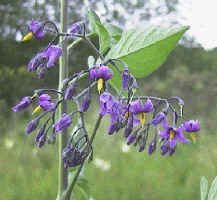 Solanum dulcamara a climbing wild shrub.