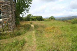 2010_wildflower_meadow_02.jpg (75719 bytes)