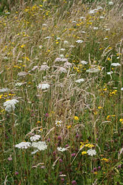 2010_wildflower_meadow_05.jpg (139148 bytes)