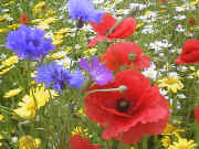 Annuals, flowering in the first year