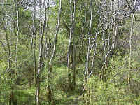 Pole-stage woodland is ideal for this mixture, thin out unwanted trees and sow.