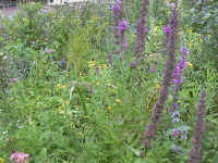 Wetlands in late summer