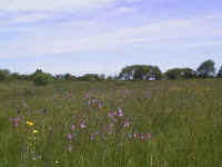 Ragged Robin in early summer.