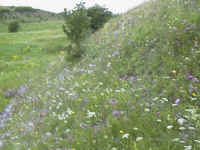 the 'Ballest Fiels'Athlone, sadly this field is no longer, due to the field being infilled.