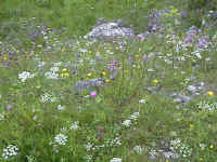 Flora growing on a dry sandy Esker