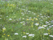 Flora growing on a moist soil over an Esker