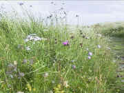 Seaside Mixture on Sand Dune