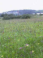 A natural seaside mixture in Cork Harbour.