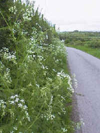 Cow Parsley, a spring flowering shrub