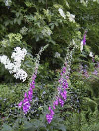 Foxglove will thrive well the soil is bare for the seeds to germinate