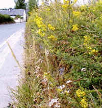 A old stone wall with wildflowers growing between the stone and on top of the wall.