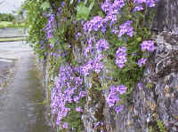 Fairy Foxglove in Kilkenny