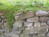 Sedum on wall top