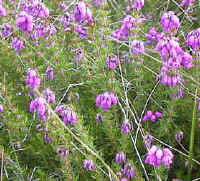 bell-heather.jpg (20728 bytes)