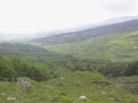 Blanket Bog is often covered in forest trees