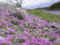 Fairy Foxglove, an introduced species established on an Esker