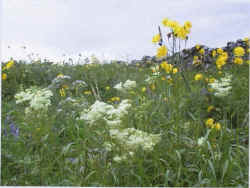 Meadowsweet, Yellow Sow Thistle, Vetch and Wild Valerian on moist fertile soil