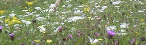 MM02 Wildflora for a clay soil. Photo of clay soil mixture taken June 2002.