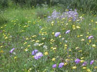 MM03, The inclusion of Dames Violet or Sweet Rocket makes this an unusual mixture suitable for verges.