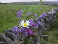 Wildflowers of peatlands