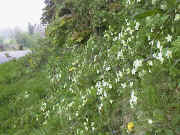 Primsore banks can be cut short to see the flowers and allowed to grow for summer