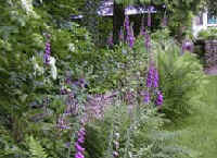 Foxgloves are idal for any shaded garden situation under hegdes and shrubs.
