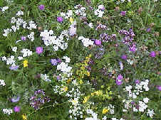 Cottage Garden Flora