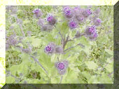 Burdock_a.png (54850 bytes)