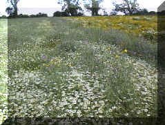 _corn_chamomile_01.png (263089 bytes)