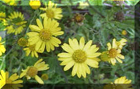 CORN Marigold004.PNG (159669 bytes)