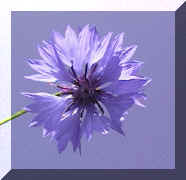 cornflower_03png.png (76763 bytes)