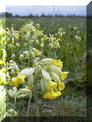 cowslip.jpg (40260 bytes)