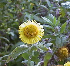 Fleabane