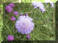 field_scabious_06png.png (50315 bytes)