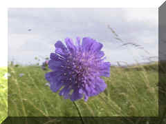 field_scabious_07png.png (34633 bytes)