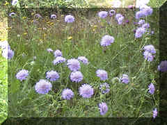field_scabious_10png.png (55038 bytes)