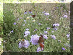 field_scabious_12png.png (57433 bytes)