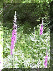 foxglove_1png.png (153126 bytes)