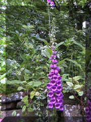 foxglove.png (152230 bytes)