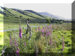 Foxglove in Donegal