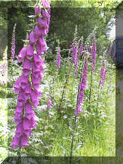 foxglove roadside.PNG (199455 bytes)