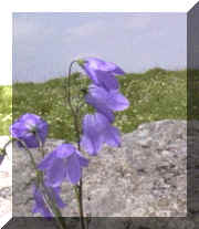 harebell_04.png (26895 bytes)