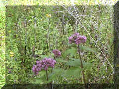 hemp_agrimony_01png.png (148563 bytes)