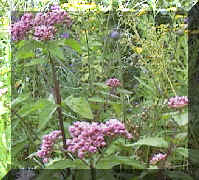 hemp_agrimony_03png.png (89265 bytes)