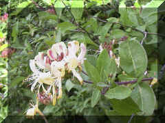 honeysuckle 1.PNG (372209 bytes)