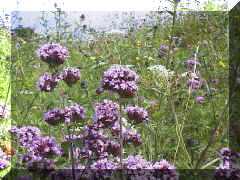 marjoram_05png.png (207524 bytes)