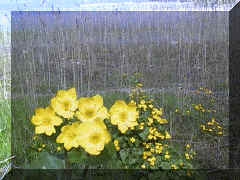 marsh_marigold_02png.png (71815 bytes)