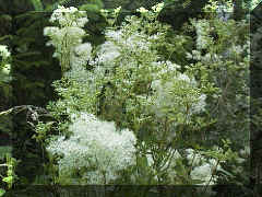 meadowsweet_02png.png (213866 bytes)